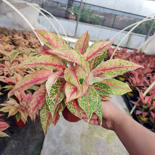 AGLONIMA FIRE RED  5-8 CM IN NET POT