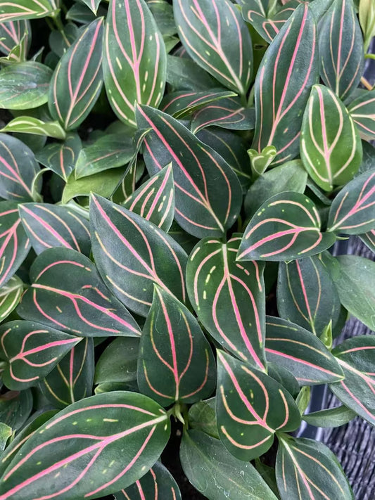 AGLONIMA ROTUNDAM VEIN 5-8 CM SEEDLING IN NET POT