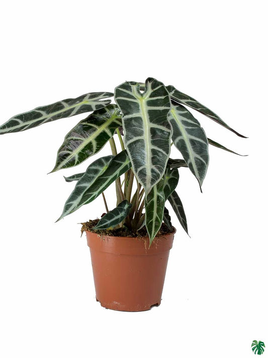 ALOCASIA BAMBINO ARROW IN 3" POT