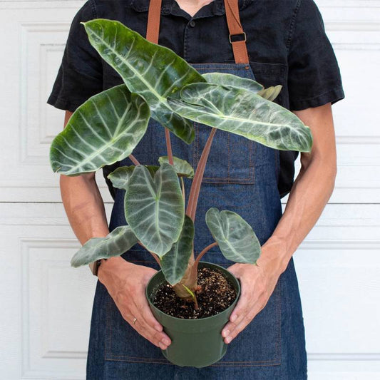 ALOCASIA PINK DRAGON IN NETPOT