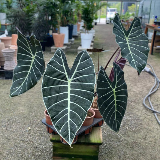 ALOCASIA GRANDIS IN JIFFY BAG