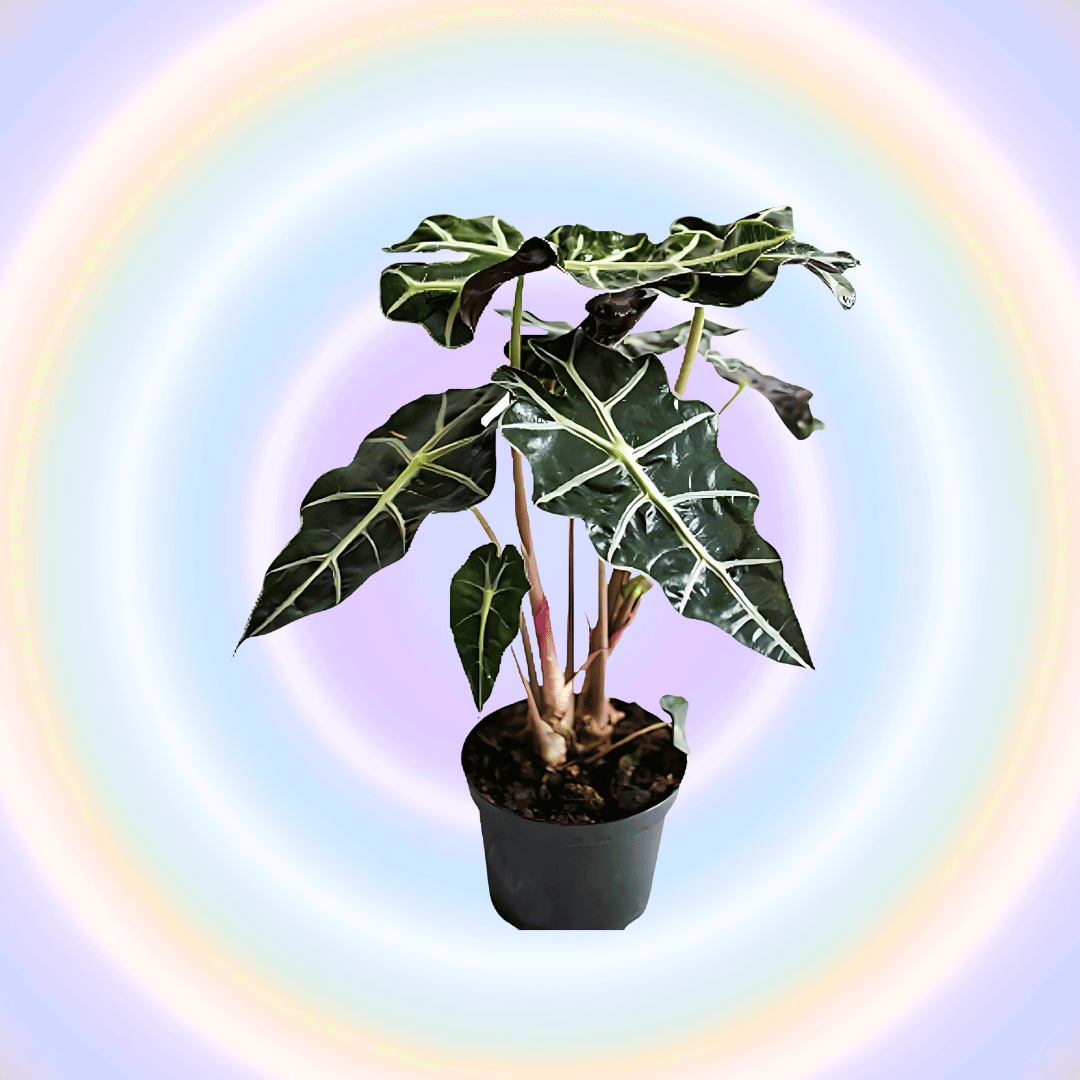 Alocasia