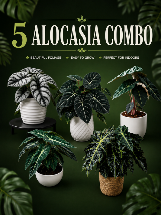 5 ALOCASIA COMBO 690/- IN JIFFY BAGs