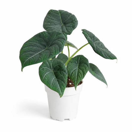 Alocasia Maharani in jiffy bag