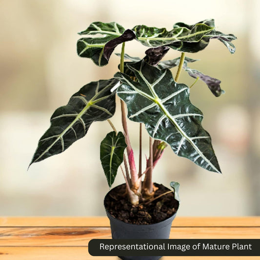 Alocasia Amazonica sprouted bulb (sapling) plant in paper bag