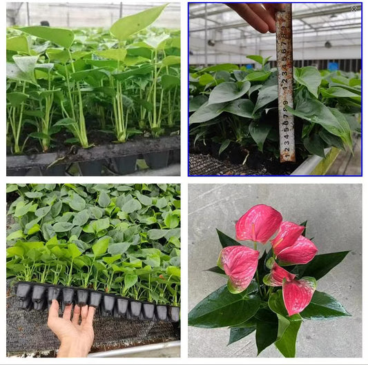 SEEDLING FLOWERING ANTHURIUM ORANGE IN PAPERBAG