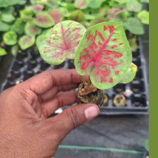 Thai Dwarf Caladium Aurora Sprouted Bulb in paper bag