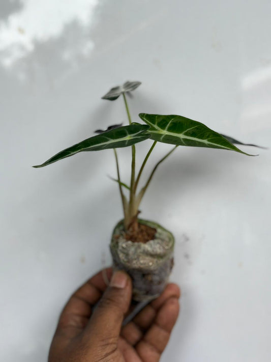 ALOCASIA BAMBINO ARROW SPROUTED BULB IN JIFFY BAG