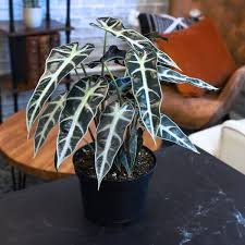 ALOCASIA BAMBINO ARROW SPROUTED BULB IN JIFFY BAG