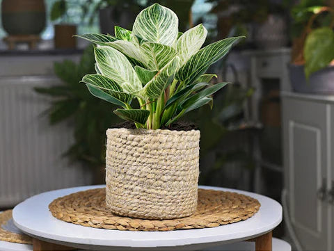 BIRKIN PHILODENDRON IN 3" POT