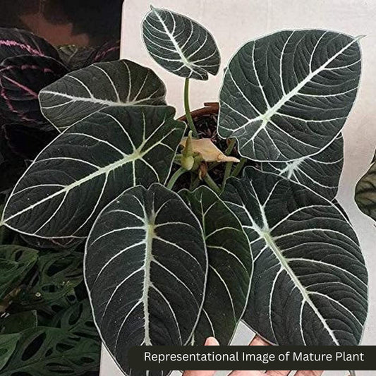 Alocasia Black Velvet sprouted bulb (sapling) plant in paper bag