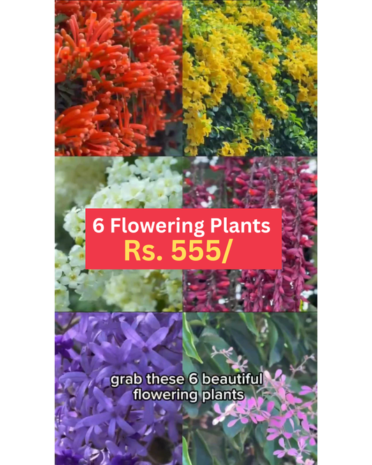 Flowering supercombo 555/-  Garlic Vine, Trumpet vine, Congea, Manimulla, Thunbergia variegated, Cat's claw in polybag