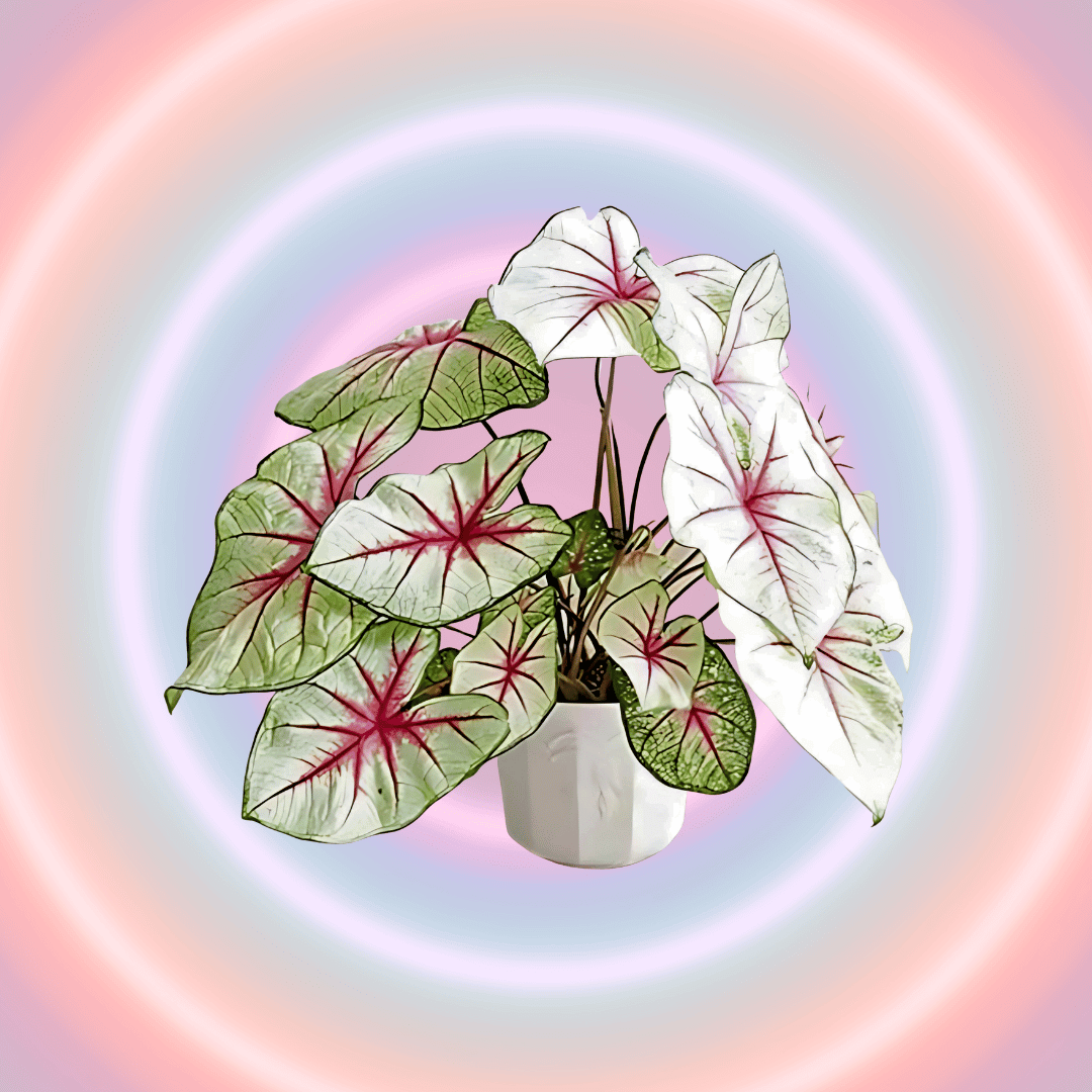 CALADIUMS