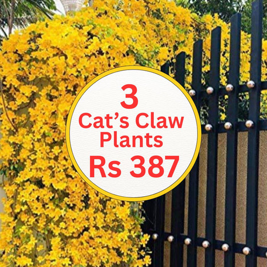 Cats Claw 3 Small Plants  in 4"polybags