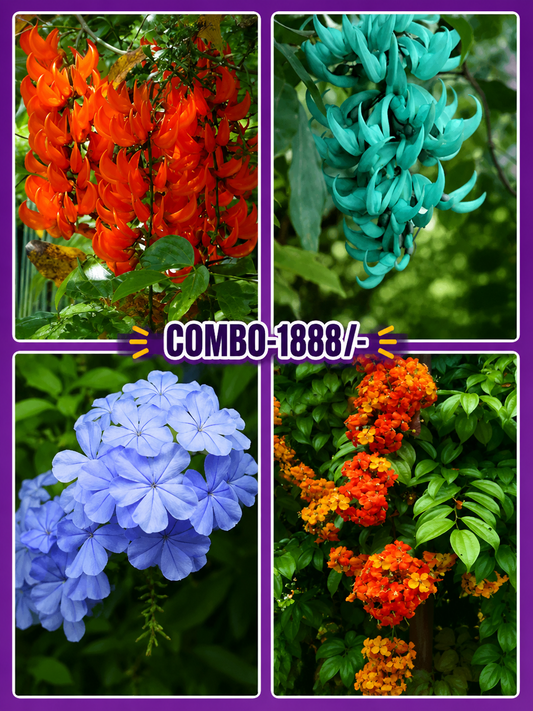 exotic flowering combo 1888/- red jade vine,bluejade vine,bauhinia coccinia,plumbago auriculata