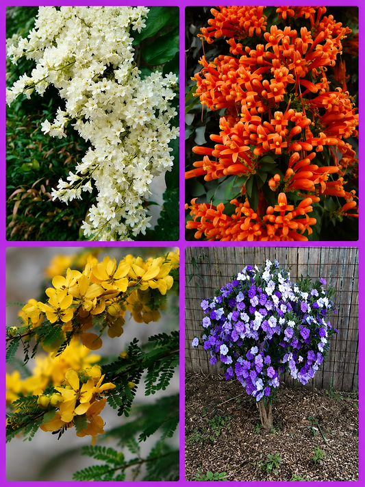 4 Flower Plants Combo  Manimulla, Ottumulla, Casia biflora, Yesterday today