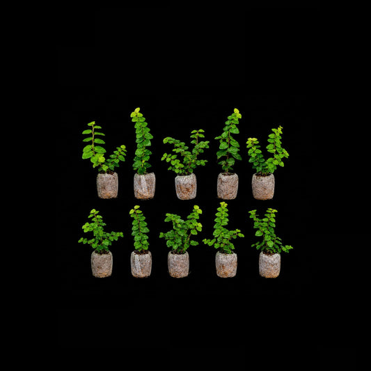 Pack of 10 Wall creeper FICUS PUMILA CREEPING FIG