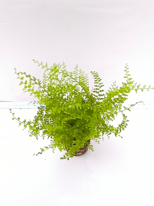 Cotton Candy Fern in jiffy bag