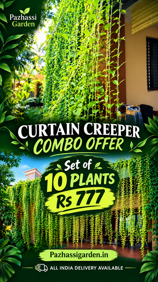 Pack of 10 Curtain Creeper Plants