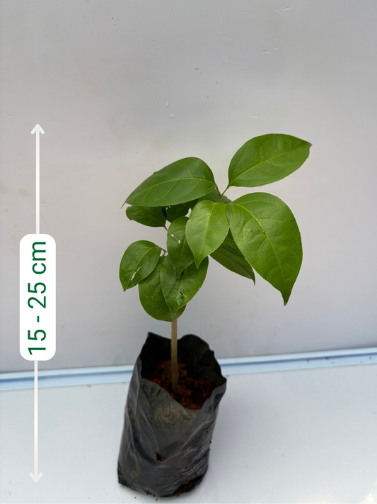 Garlic Vine ( Mansoa Alliacea) Rooted plant in poly bag