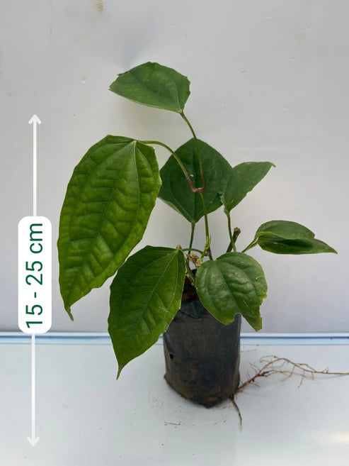 Thunbergia Mysorensis Rooted plant in poly bag