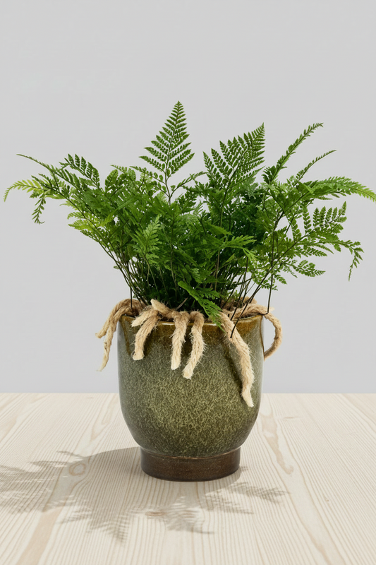 RABBIT FOOT FERN IN JIFFY BAG