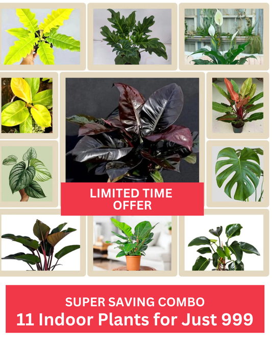 SUPER SAVING COMBO 999/- ,11 INDOOR PLANTS IN JIFFY BAGS