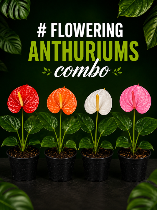 SEEDLING COMBO OF 4 FLOWERING ANTHURIUMS IN PAPER BAG 590/- ONAM OFFER