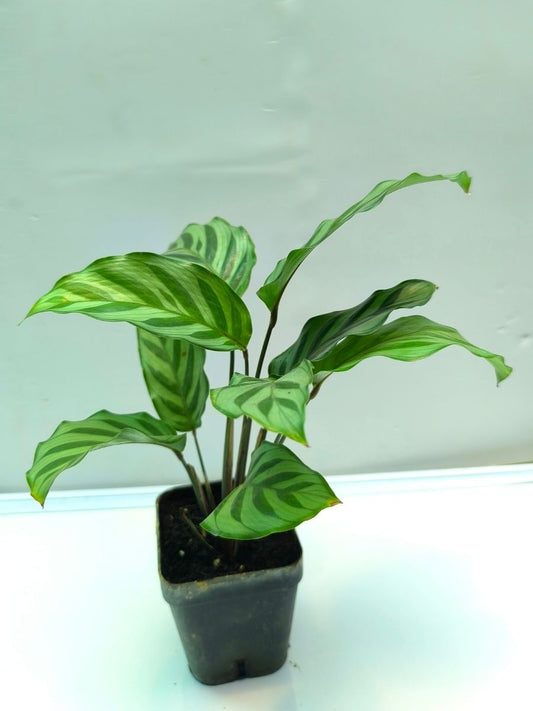 Calathea  Freddie (Well Rooted Plant Without Pot)