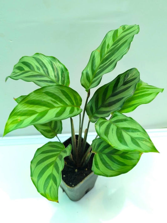 Calathea  Freddie (Well Rooted Plant Without Pot)