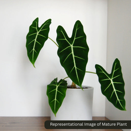 Alocasia Frydek sprouted bulb (sapling) plant in paper bag