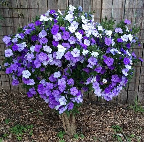 Yesterday Today Tomorrow (Brunfelsia Pauciflora) Rooted plant in poly bag