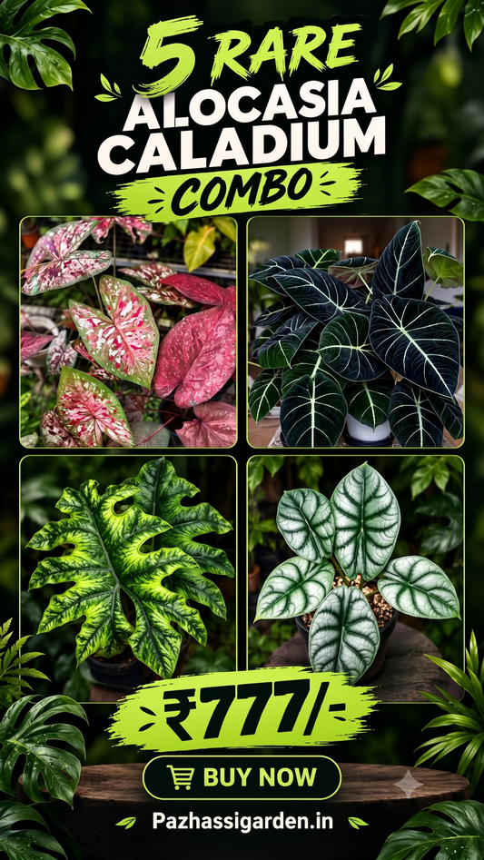 5 Rare  ALOCASIA- CALADIUM COMBO 777