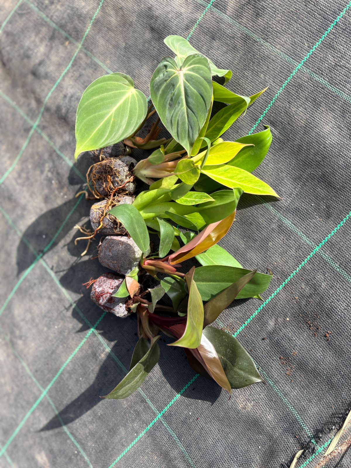 philodendron kerala REPUBLIC DAY PHILODENDRON SUPER COMBO 5 INDOOR PLANTS 595/- IN JIFFY B – pazhassigarden