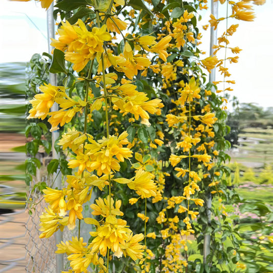 Golden Cascade Set of 4 Plants in Jiffy bags