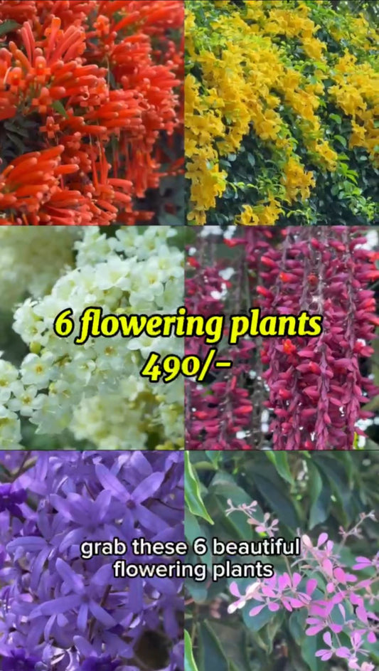 Flowering supercombo 490/- Petria blue, Trumpet vine, Congea, Manimulla, Thunbergia variegated, Cat's claw in polybag