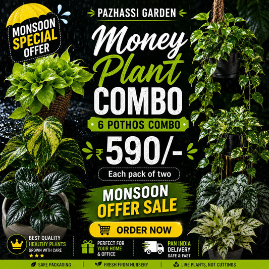 6 POTHOS set of 2 each /MONEY PLANTS SUPER COMBO 590/- IN NET POTS/JIFFY BAG