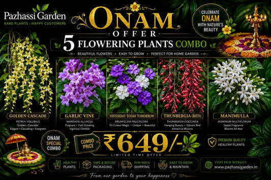 5 Flowering Onam Offer Combo 649-GOLDEN CASCADE,MANIMULLA,YESTERSAY TODAY,THUNBERGIA, Garlic vine in Poly bags ONAM OFFER