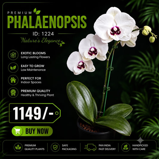 IMPORTED ORCHID PHALAENOPSIS 1224 WITH FLOWERS AND BUDS