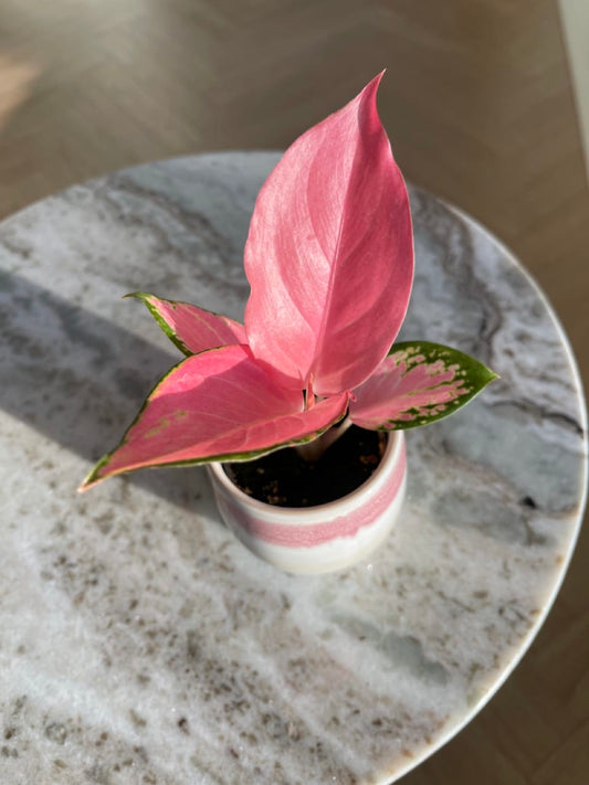 AGLONEMA AUSPICIOUS RED 4" POT