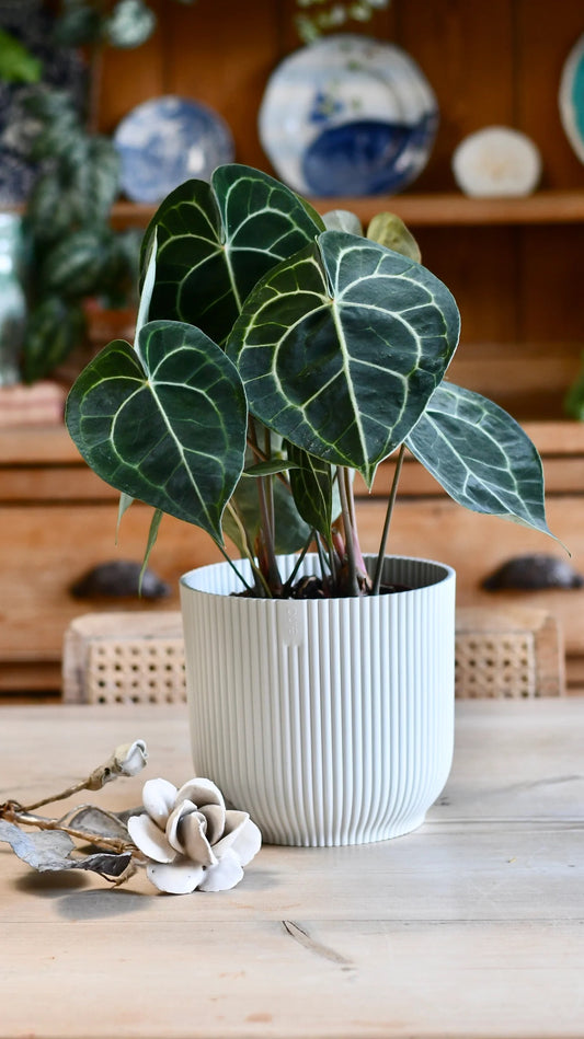 FOLIAGE ANTHURIUM CLARINERVIUM IN NET POT