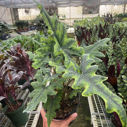 Alocasia Jacklyn (Plant with bulb in Jiffy bag)