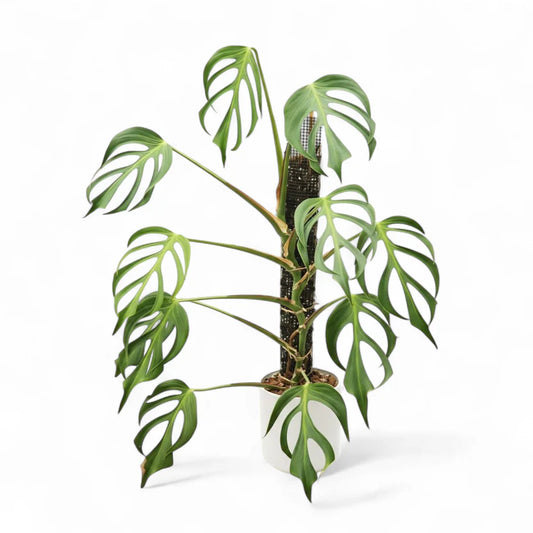 MONSTERA BURLY MAX FLAME IN POT