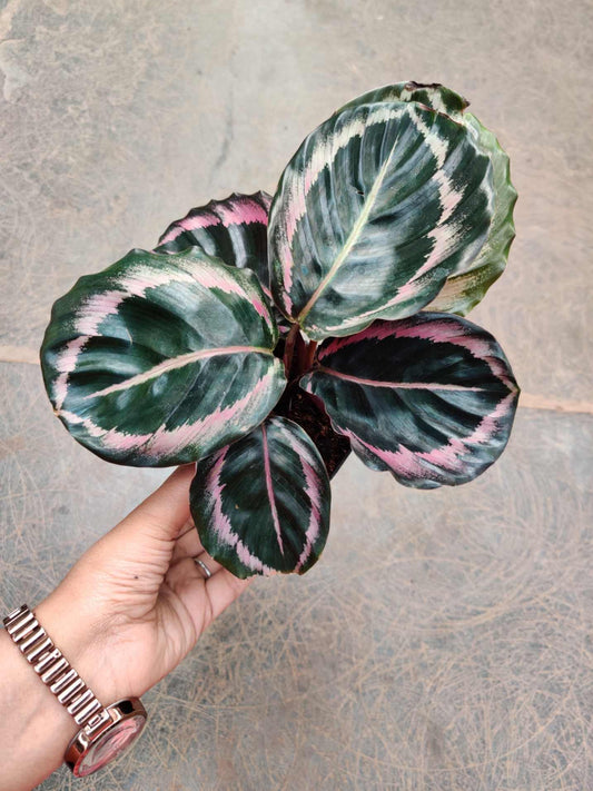 Calathea RED WINE 3" pot