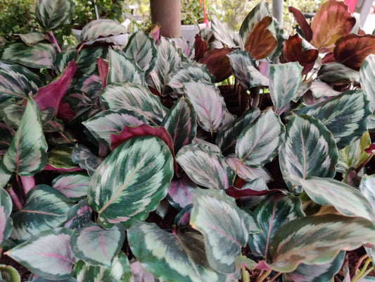Calathea ROSEOPICTA MARION 3 " POT (Copy)