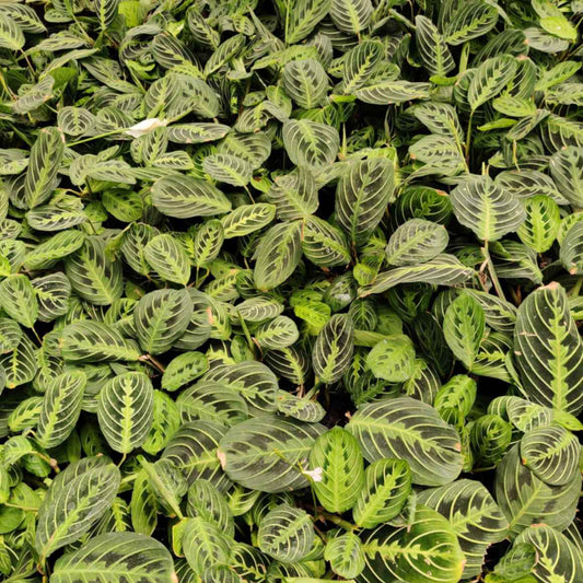 Calathea LEMON LIME 3" POT