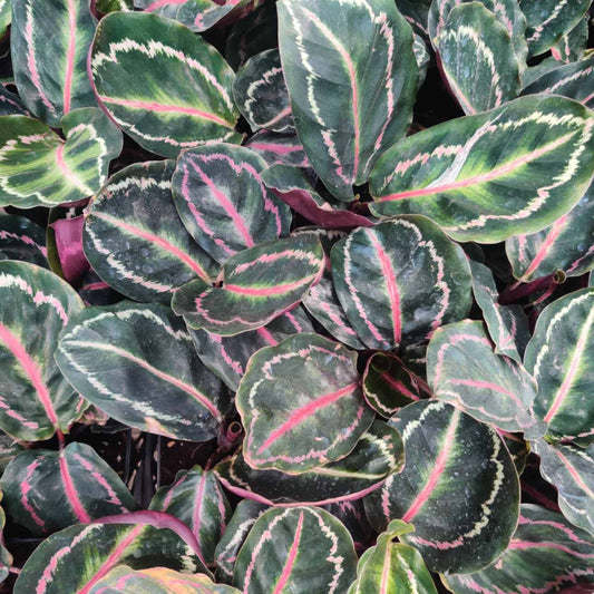 Calathea ILLUSTRIS 3" POT