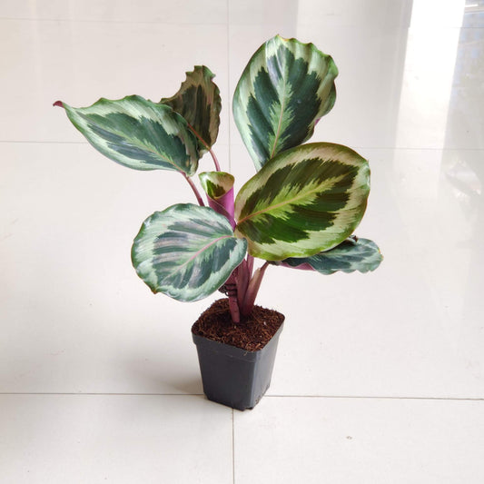 Calathea ROSEOPICTA MARION 3 " POT (Copy)