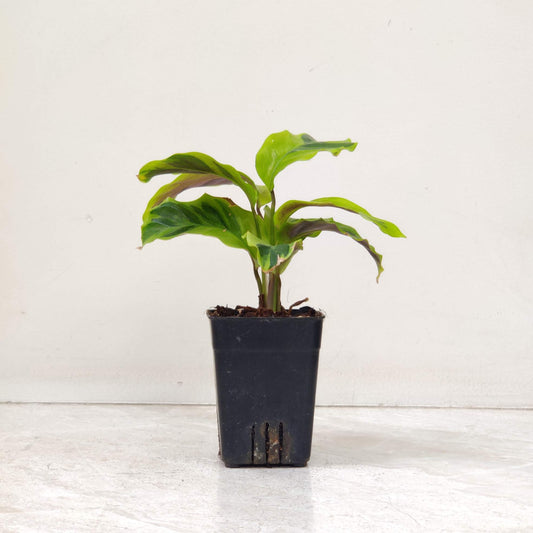 Calathea YELLOW FUSION 3 " POT
