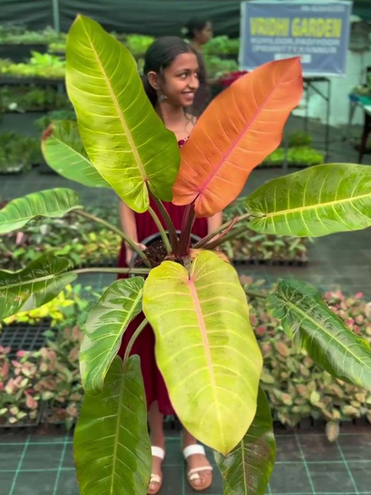 Philodendron Orange Splendor (Tissue Culture Plant in Jiffy Bag)